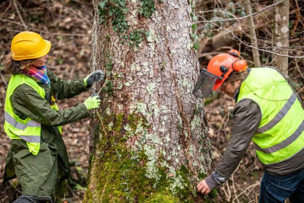 Best Tree Health Inspection  in Mitchell, SD