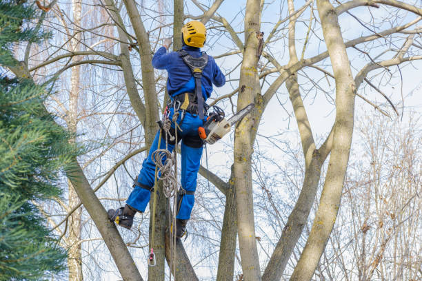 Professional Tree Care in Mitchell, SD