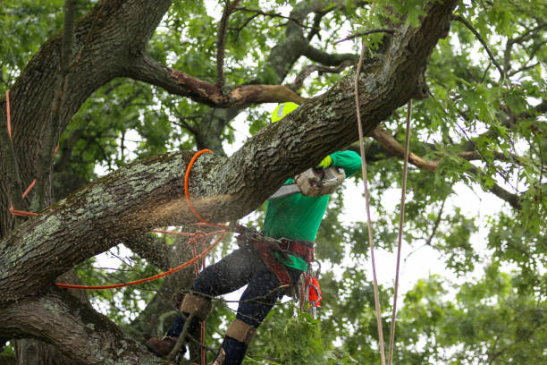 How Our Tree Care Process Works  in  Mitchell, SD