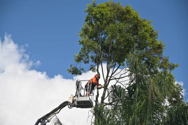 Tree and Shrub Care in Mitchell, SD
