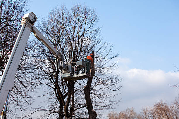 Best Tree Maintenance Programs  in Mitchell, SD